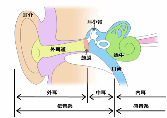 メガネの藤本 補聴器 聞こえの仕組み